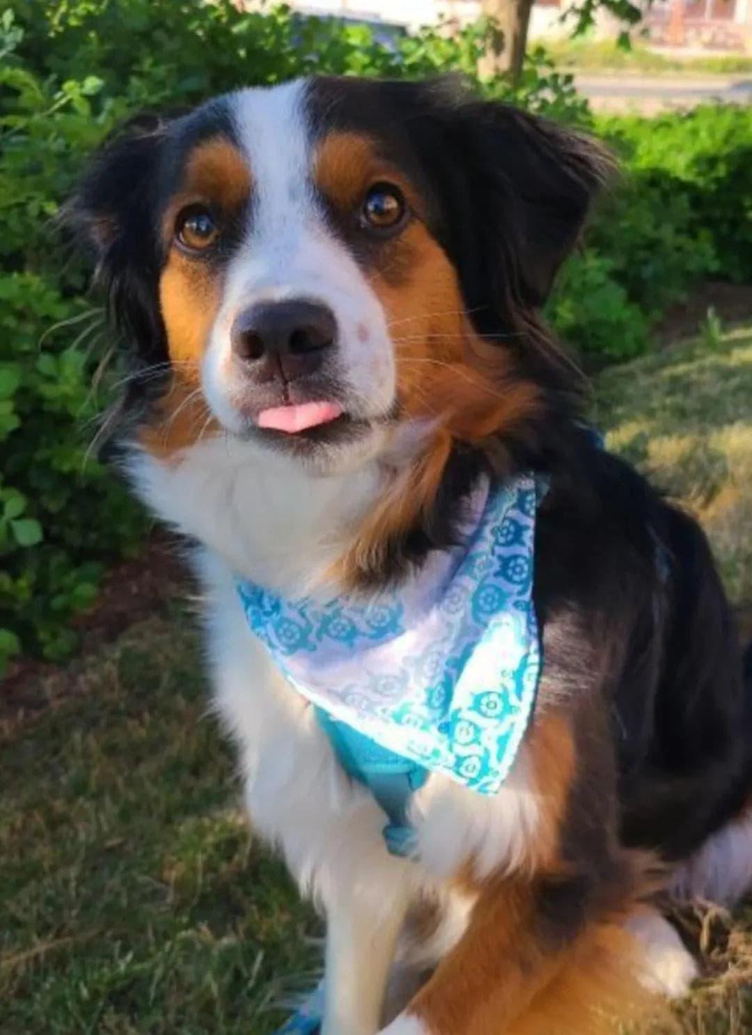 COOLING: Beach Turtles Lightweight Bandana & Neck Scarf - Puppy Artisan
