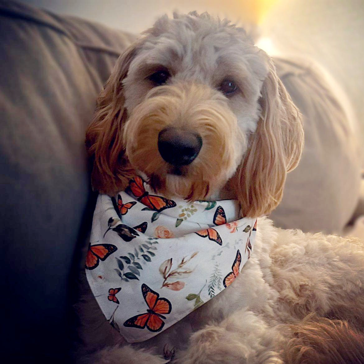 Exclusive Butterfly Love Dog Bandana | Puppy Artisan