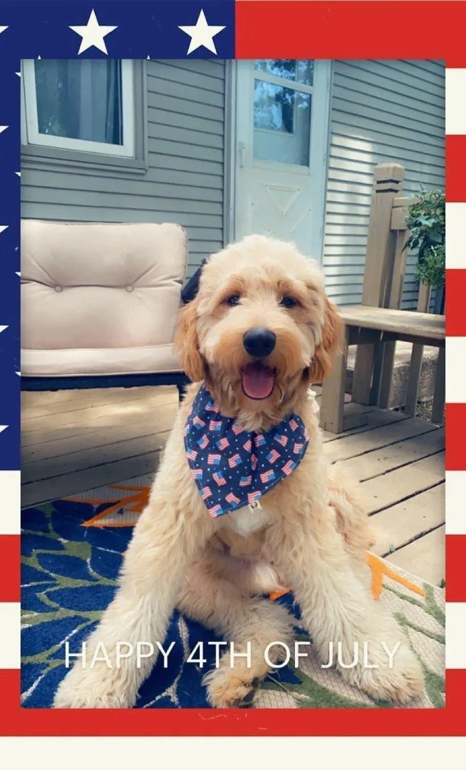 American Flags Bandana - Puppy Artisan