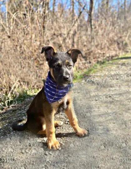 Arrow Rows Bandana - Puppy Artisan