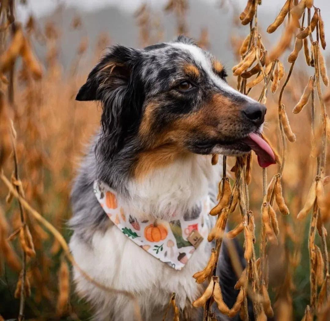 Autumn Fall Bandana - Puppy Artisan