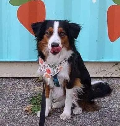 Autumn Fall Bandana - Puppy Artisan