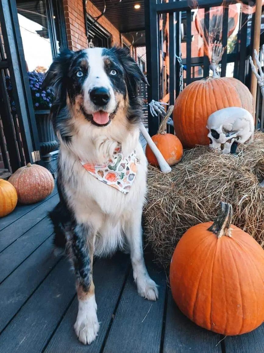 Autumn Fall Bandana - Puppy Artisan