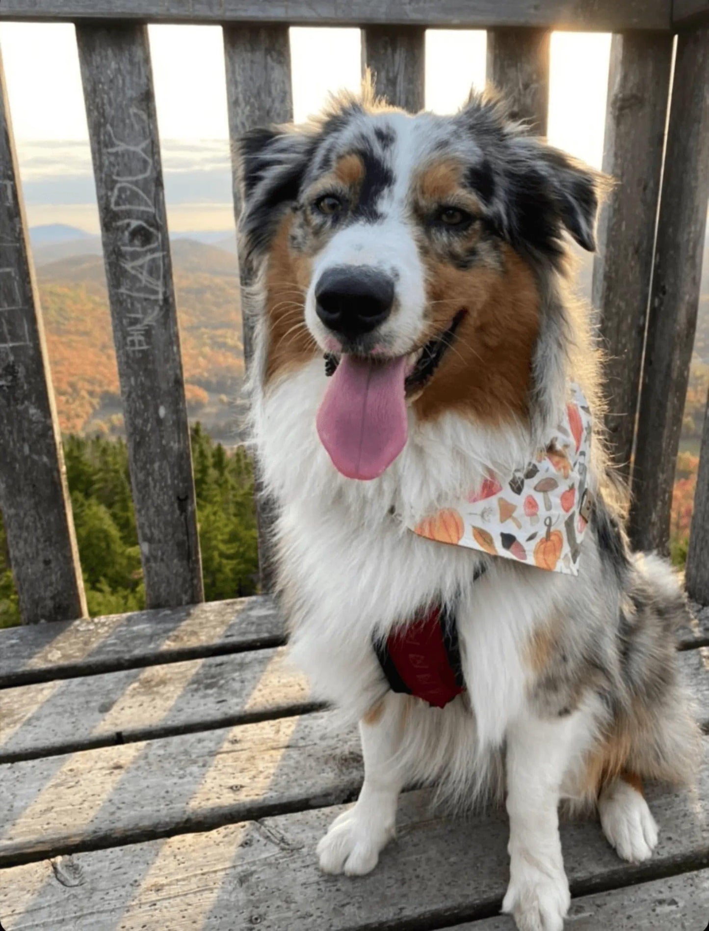 Autumn Fall Bandana - Puppy Artisan