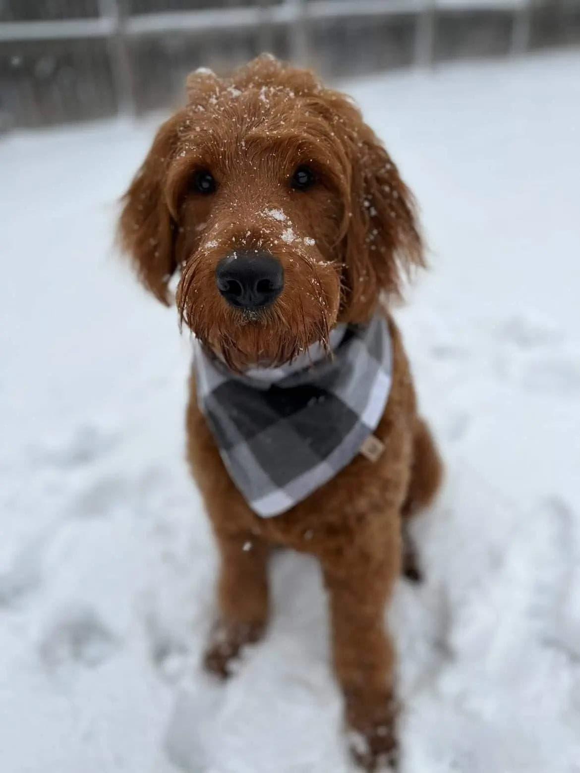 Black and White Plaid Bandana - Puppy Artisan