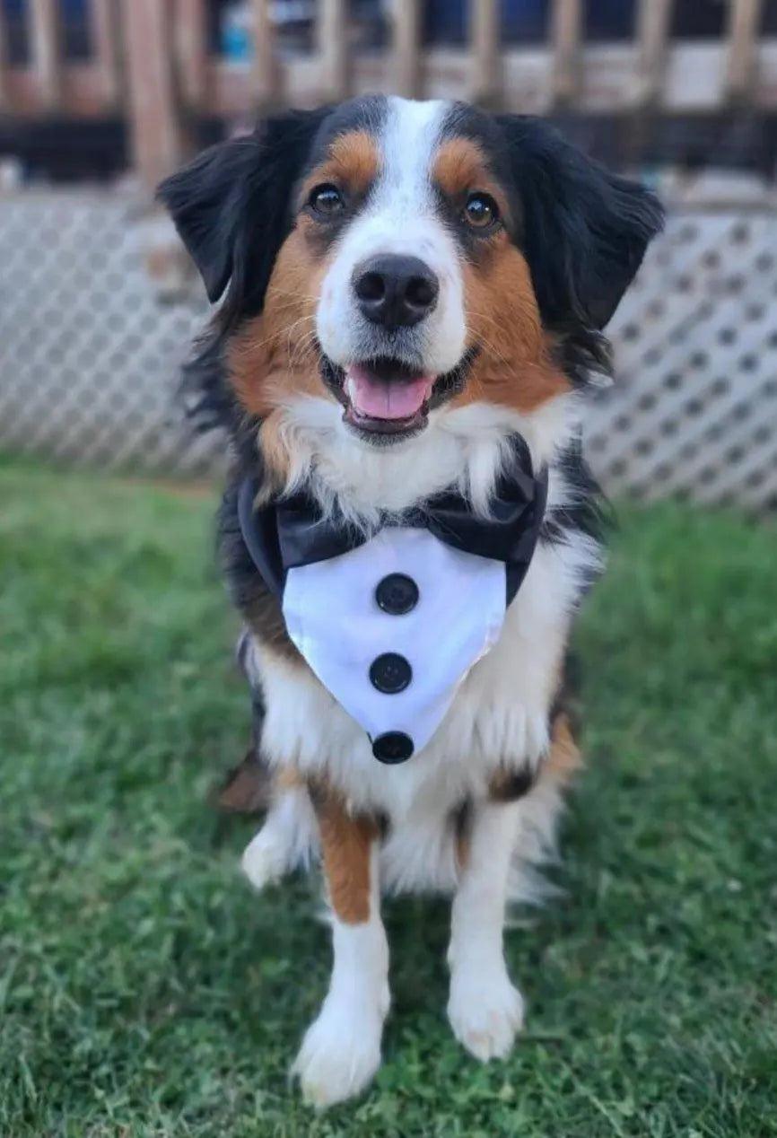 Black and White Tuxedo Bandana - Puppy Artisan