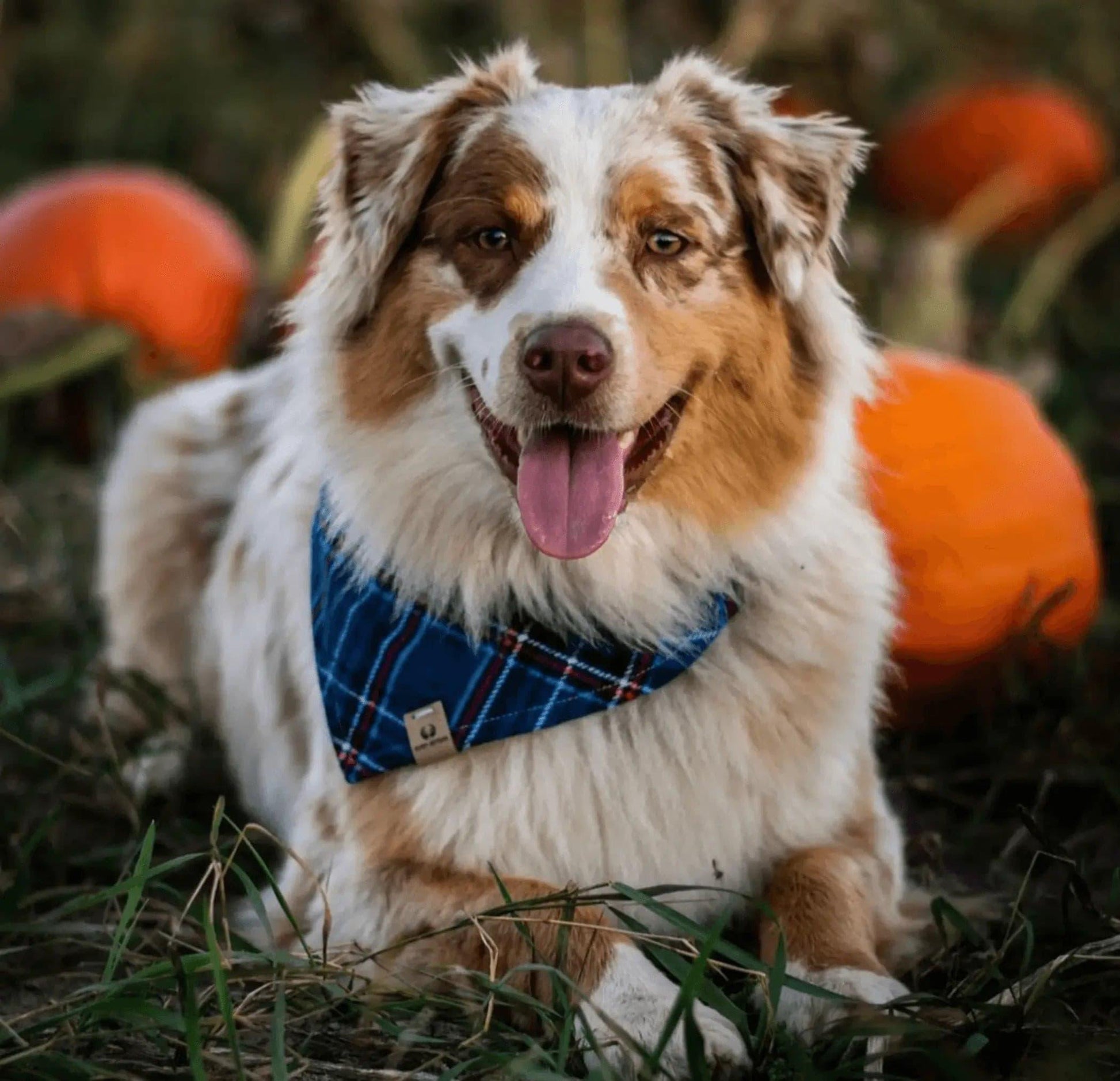 Blue Plaid Flannel Bandana - Puppy Artisan