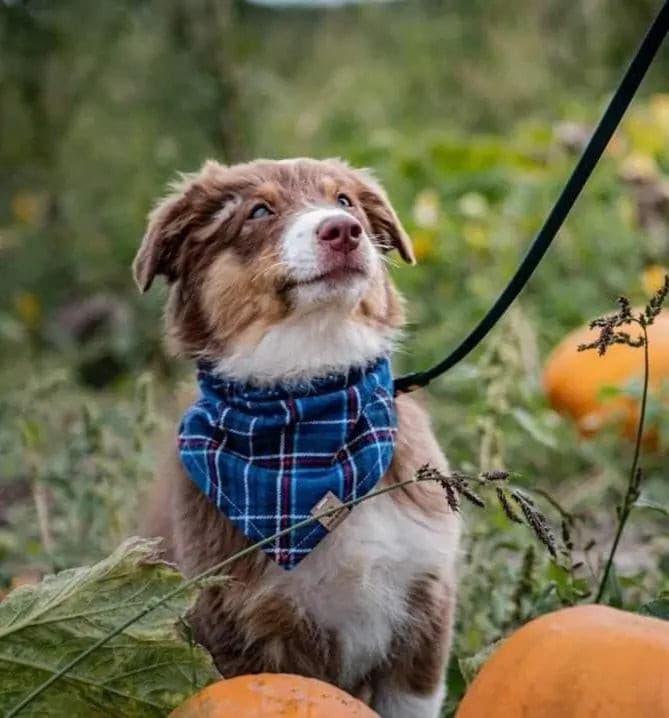 Blue Plaid Flannel Bandana - Puppy Artisan