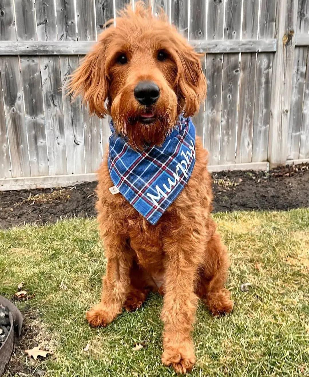 Blue Plaid Flannel Bandana - Puppy Artisan