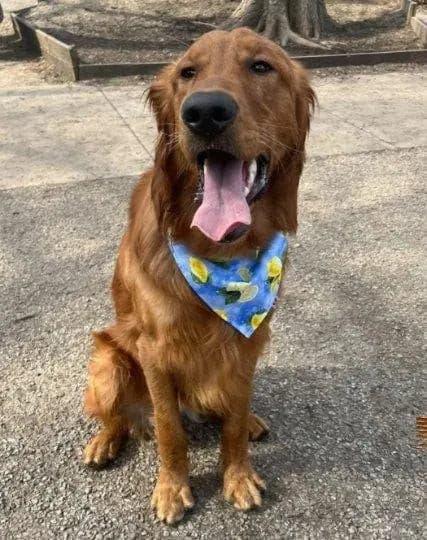 Blue Sky Lemons Bandana - Puppy Artisan