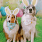 Boho Easter Rainbows Bandana - Puppy Artisan