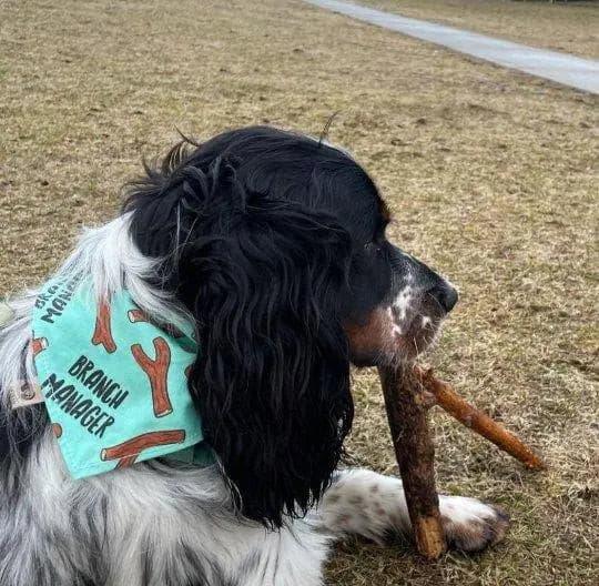 Branch Manager Bandana - Puppy Artisan