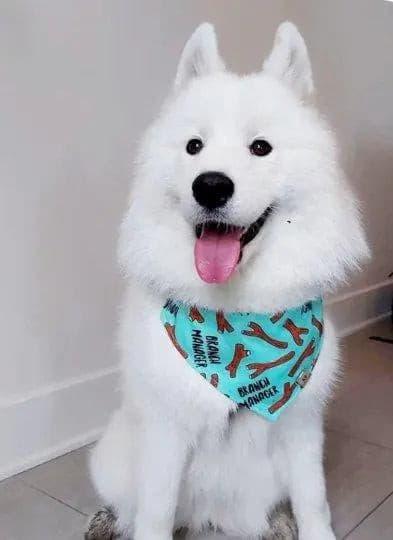 Branch Manager Bandana - Puppy Artisan