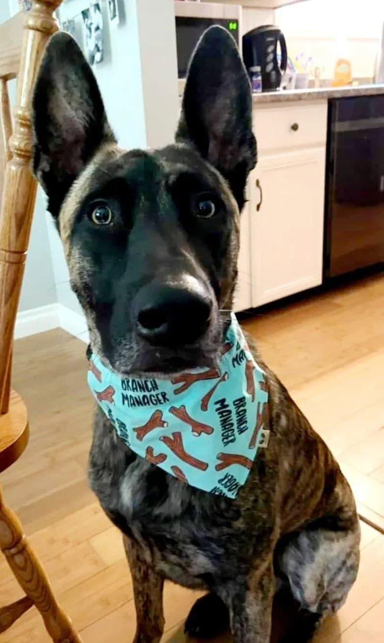 Branch Manager Bandana - Puppy Artisan