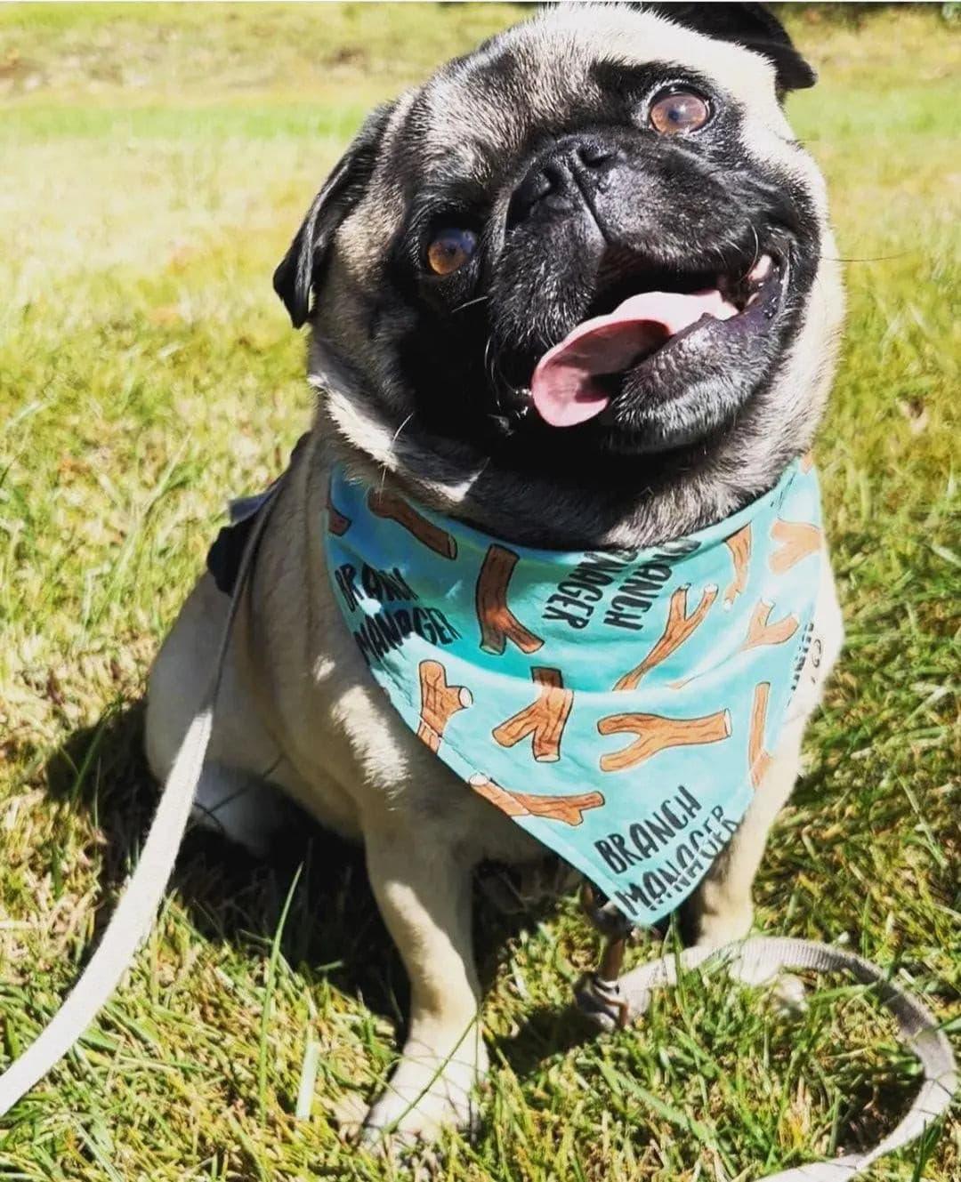 Branch Manager Bandana - Puppy Artisan