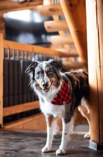 Buffalo Plaid Bandana - Puppy Artisan