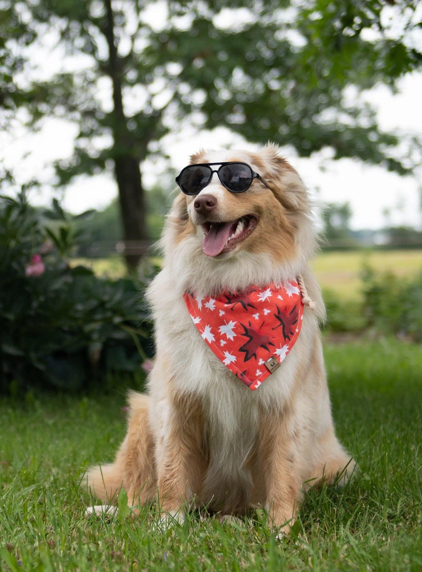 Canada Maple Leaves Bandana - Puppy Artisan