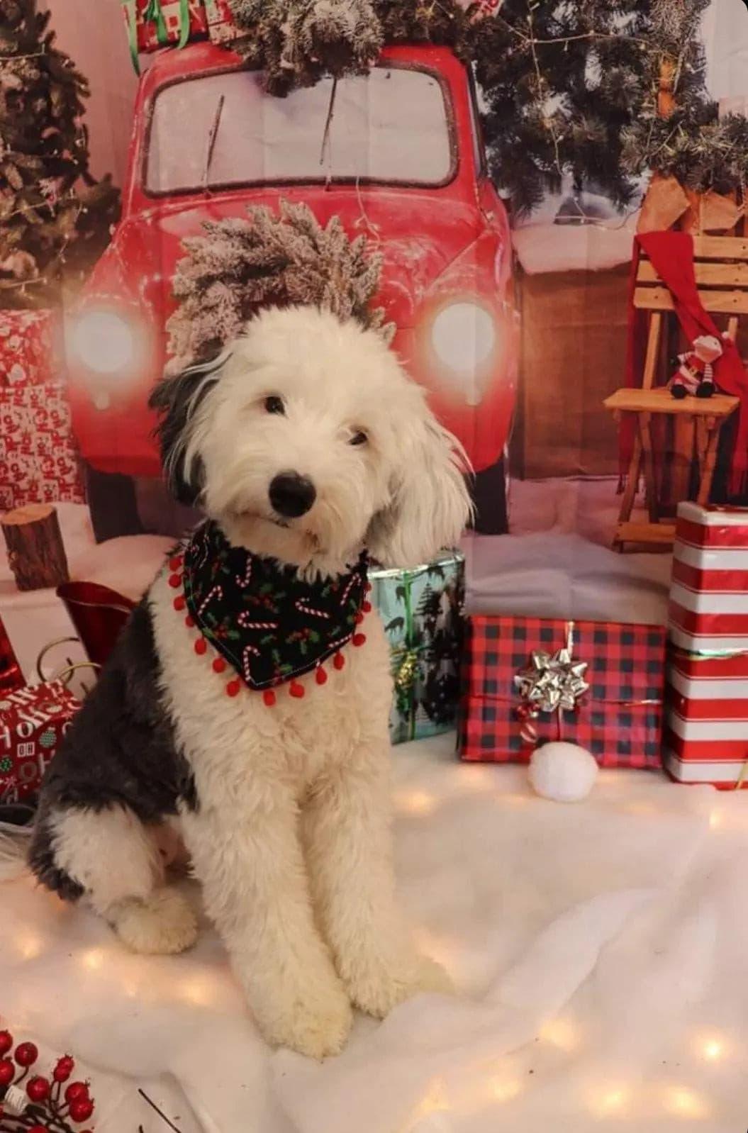 Candy Canes Bandana - Puppy Artisan