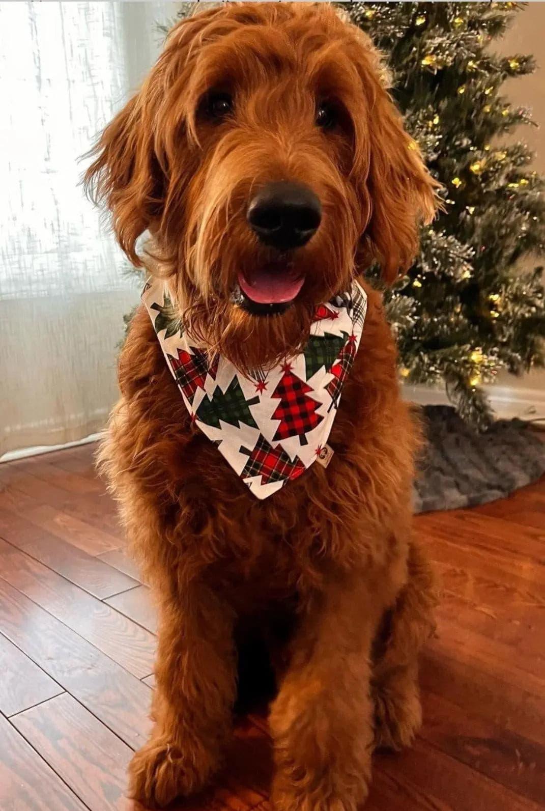 Christmas Trees Bandana - Puppy Artisan