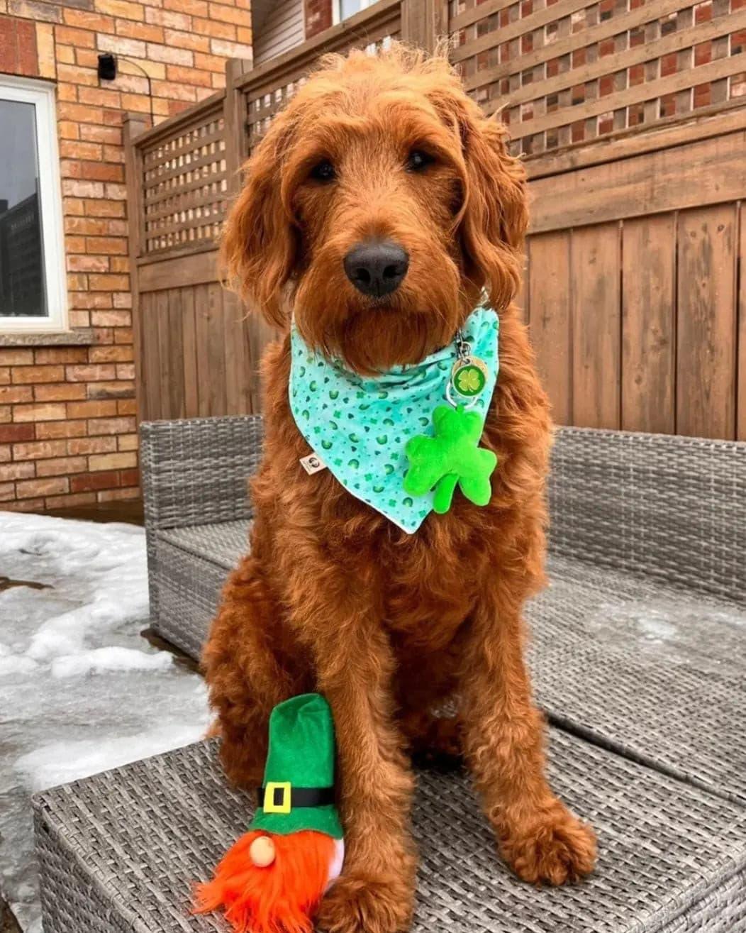 Clovers & Rainbows Bandana - Puppy Artisan