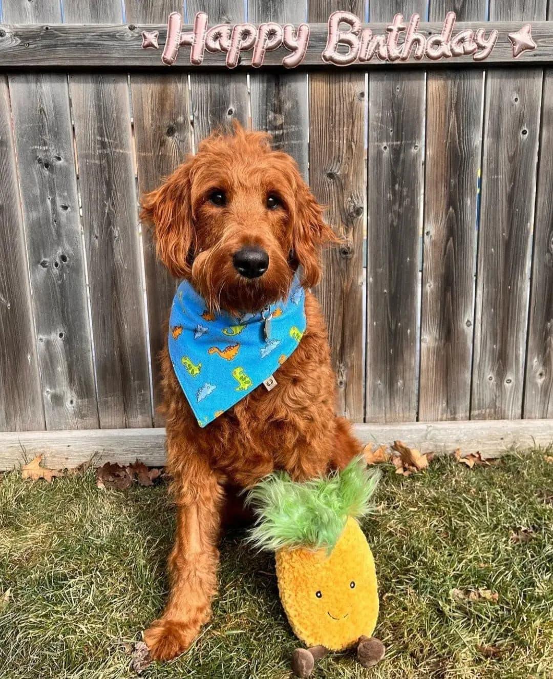 Cute Dinos Flannel Bandana - Puppy Artisan