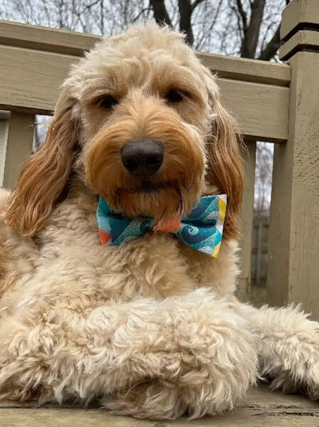 Double Layers Bow Ties & Hair Clips - Puppy Artisan