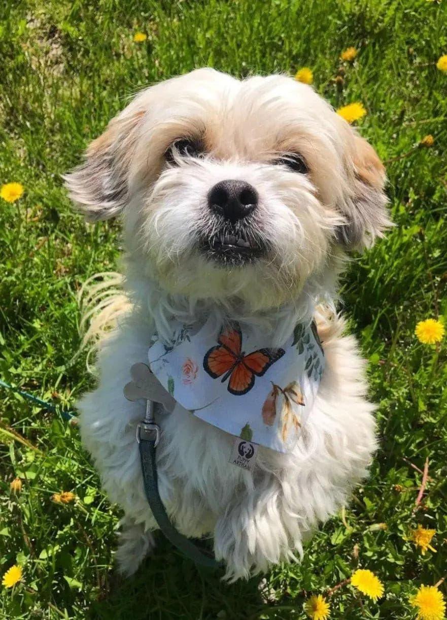 Exclusive Butterfly Love Bandana - Puppy Artisan