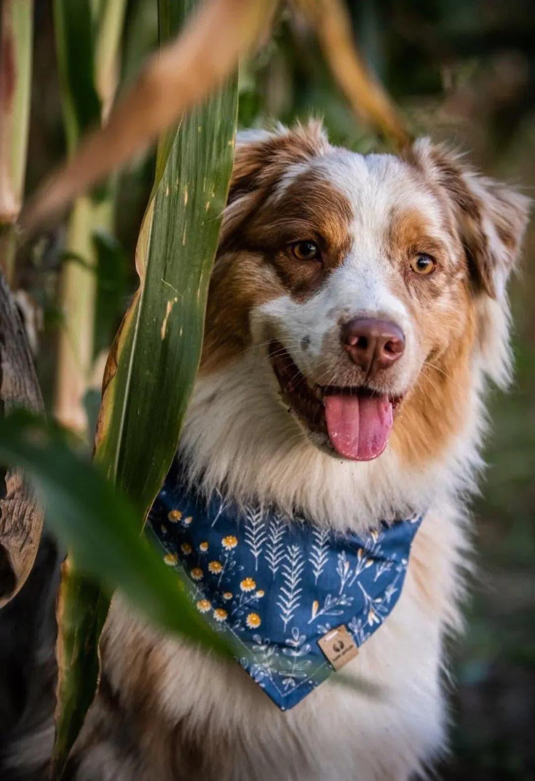 Fall bandanas best sale