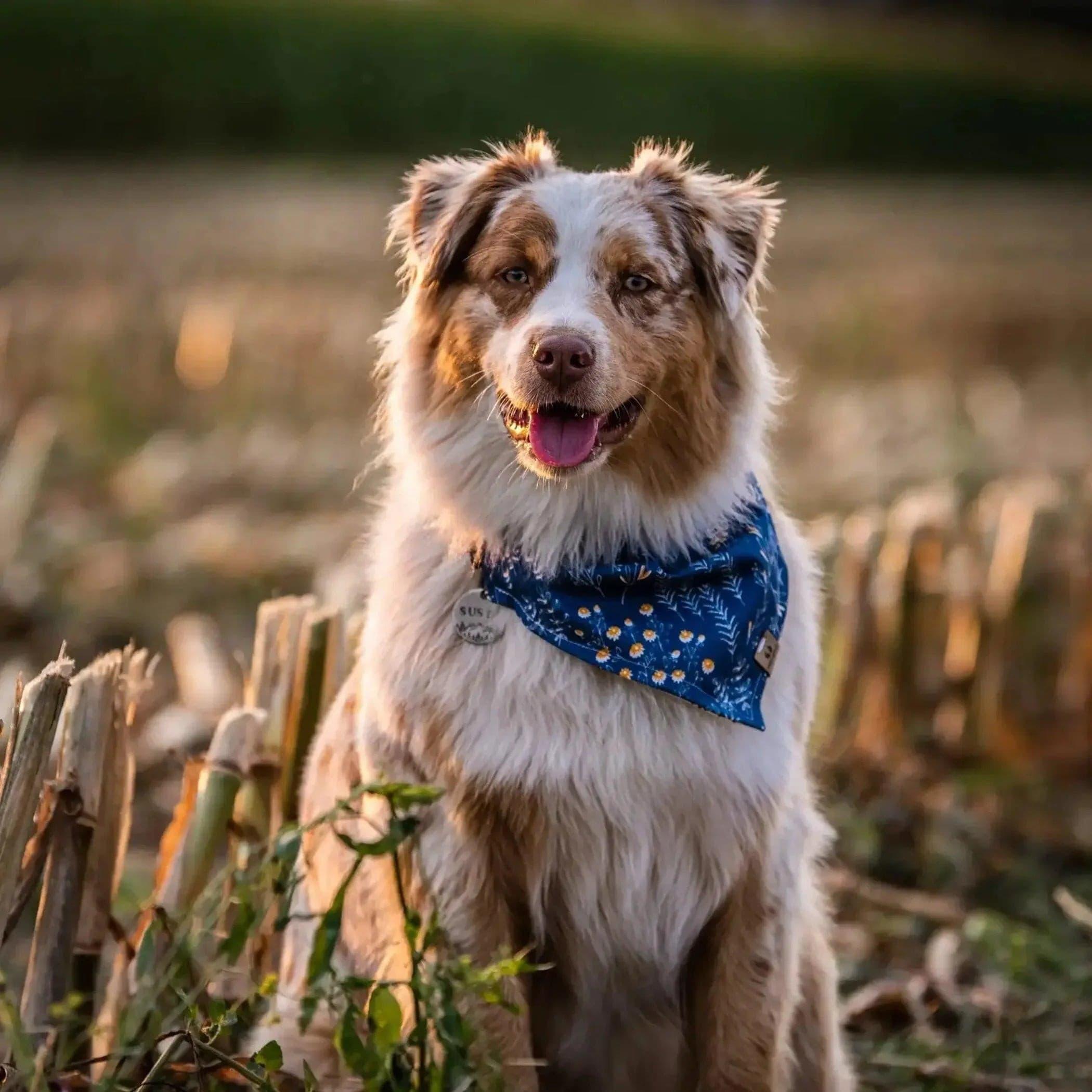 Australian shepherd bandana best sale