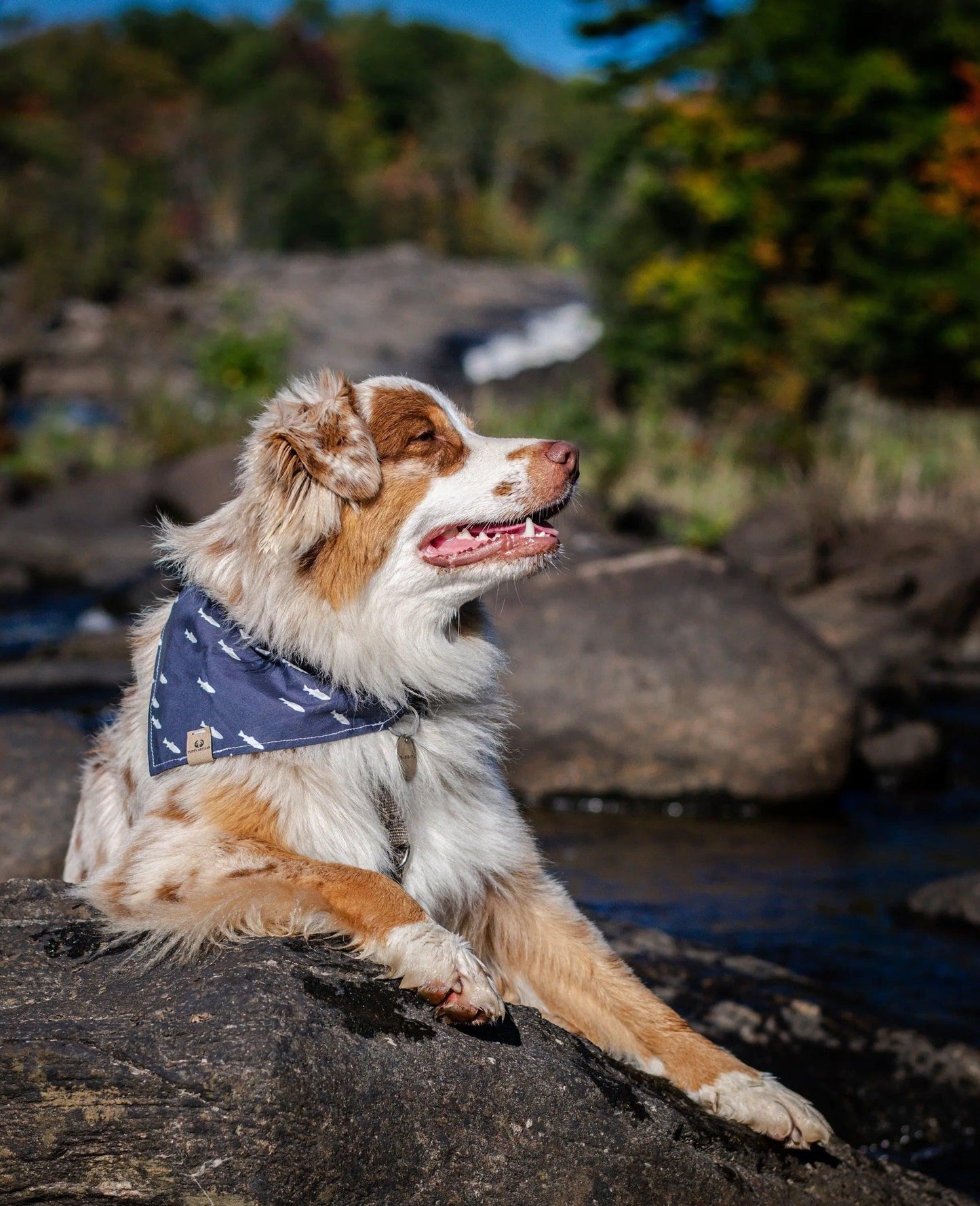 Fish on Navy Bandana - Puppy Artisan