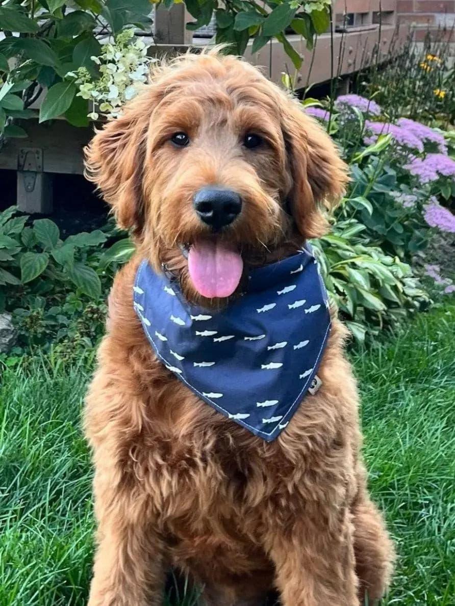 Fish on Navy Bandana - Puppy Artisan