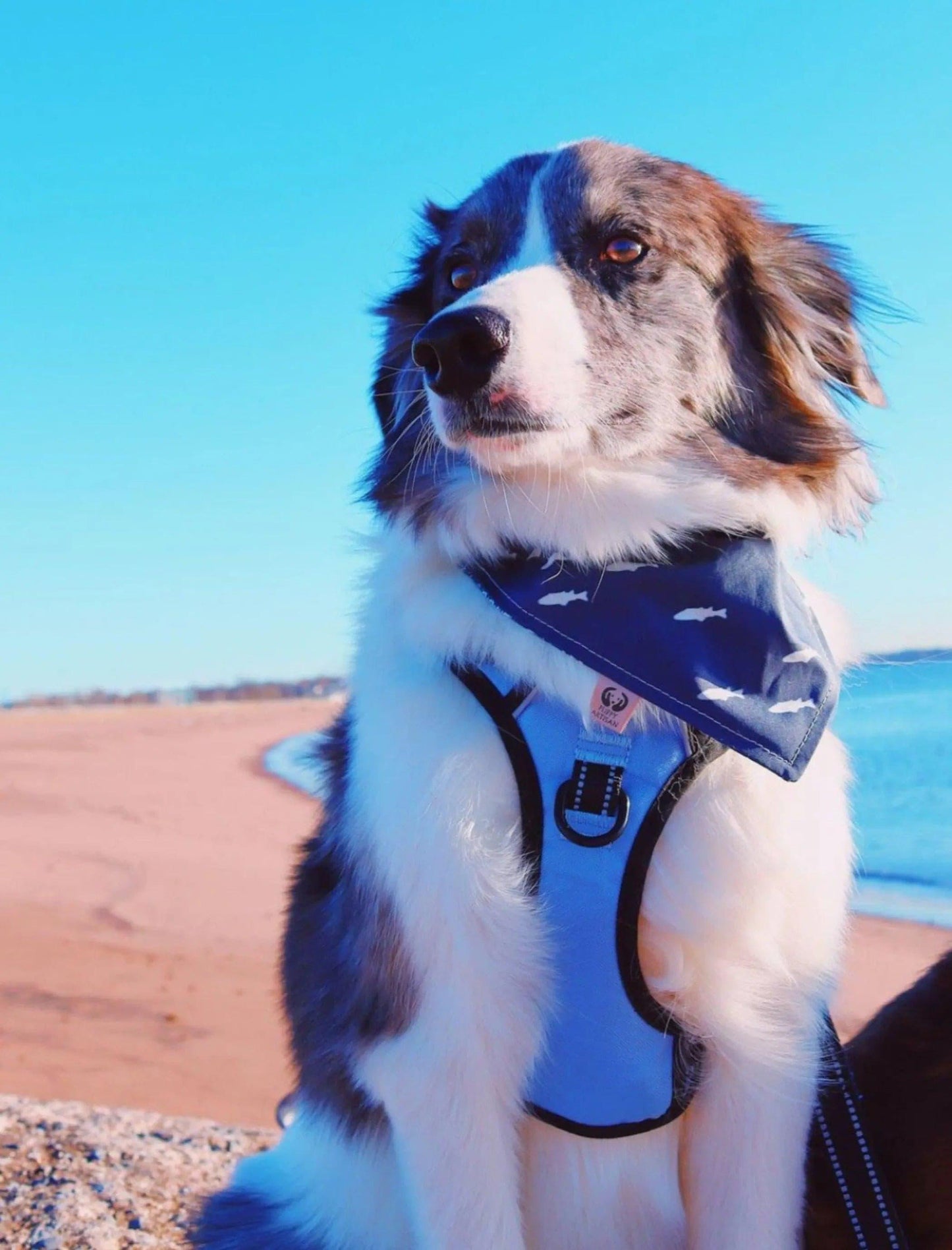 Fish on Navy Bandana - Puppy Artisan