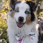 Flower Dog Collar, Sailor Bow Dog Collar - Puppy Artisan