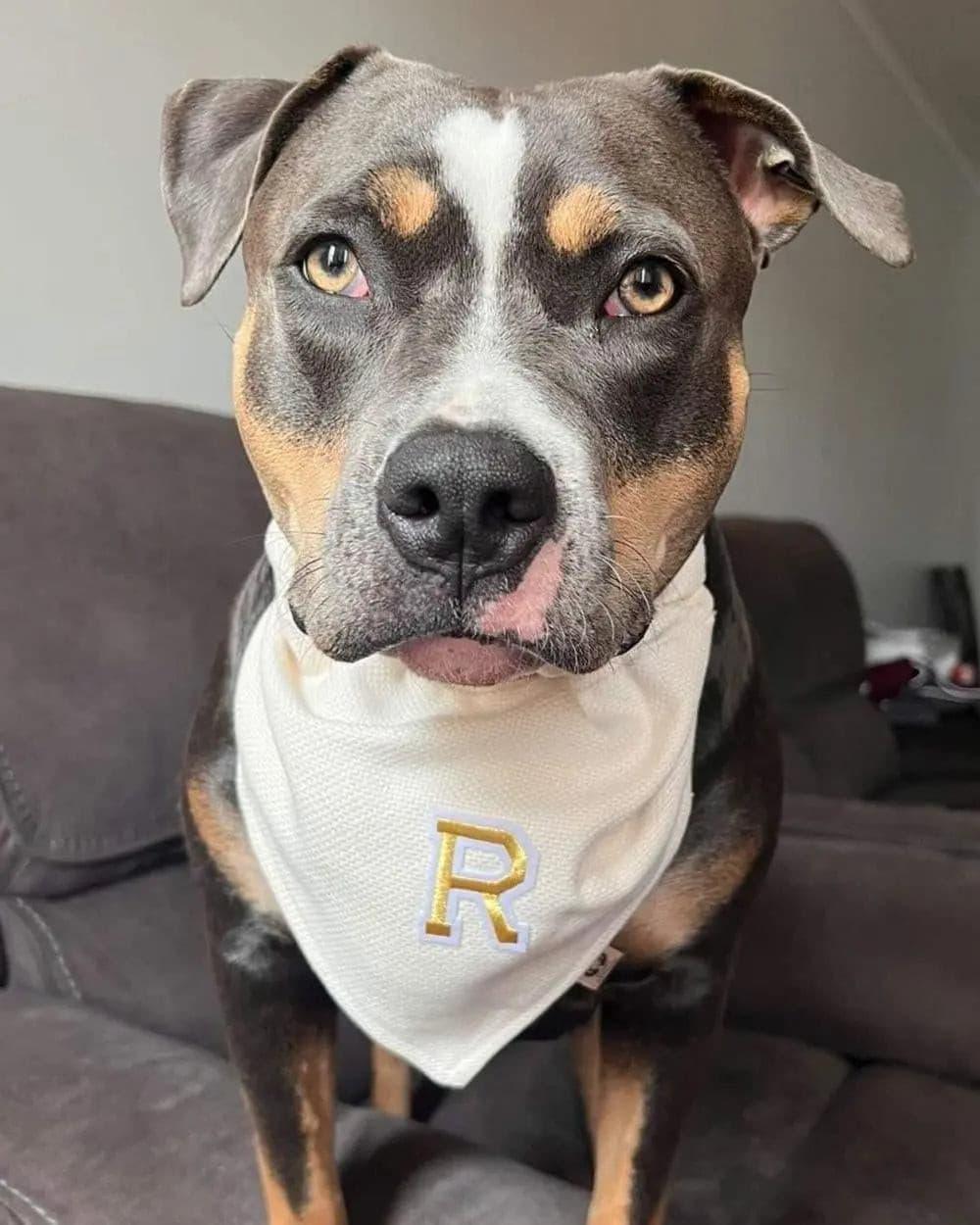 Golden One Letter Bandana - Puppy Artisan