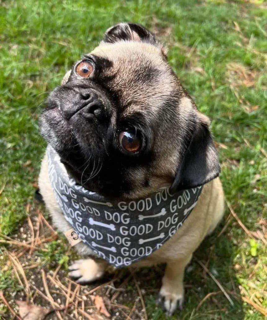 Good Dog Bandana - Puppy Artisan