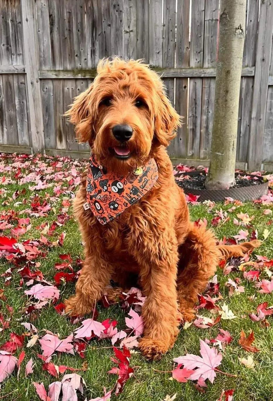 Gothic Halloween Bandana - Puppy Artisan