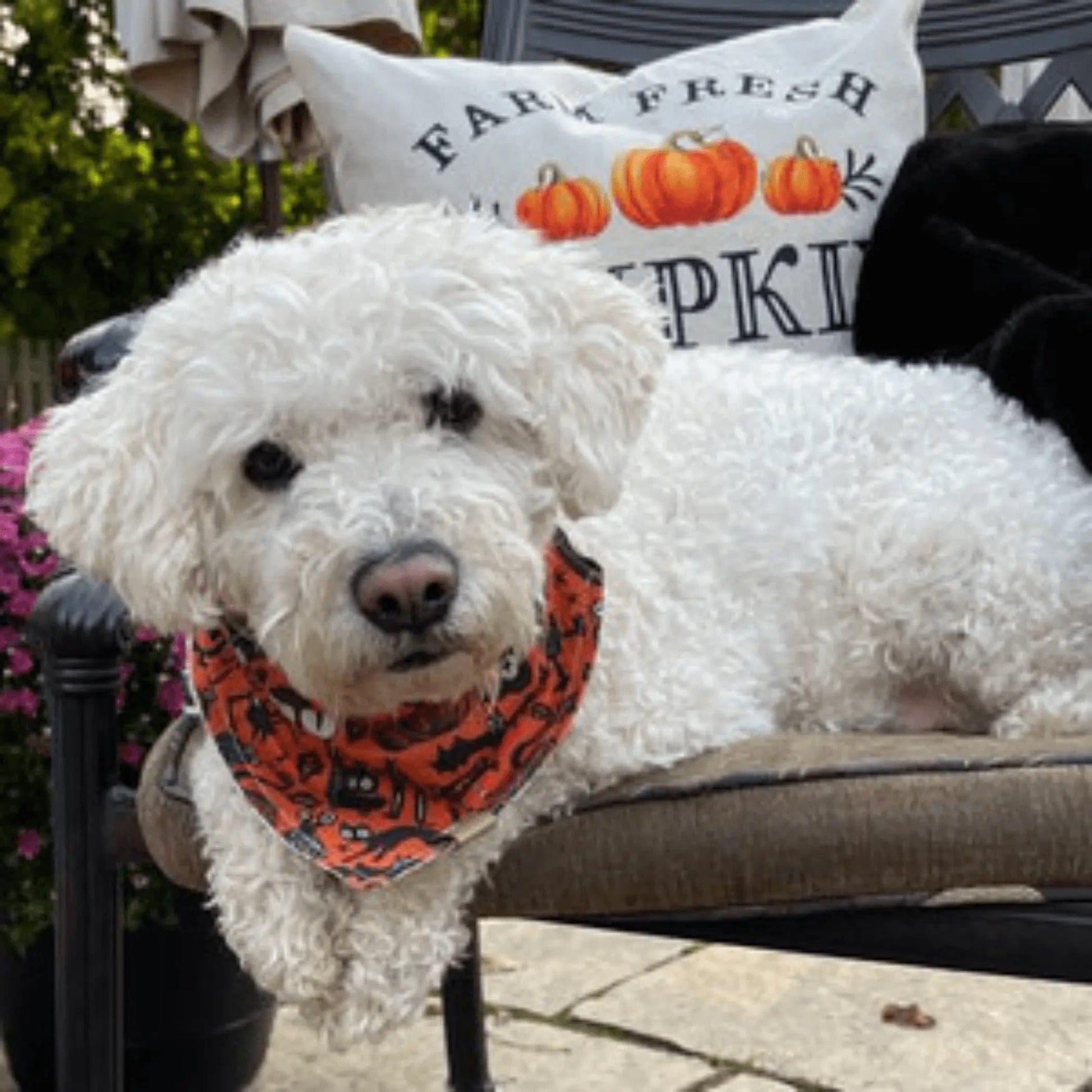 Gothic Halloween Bandana - Puppy Artisan