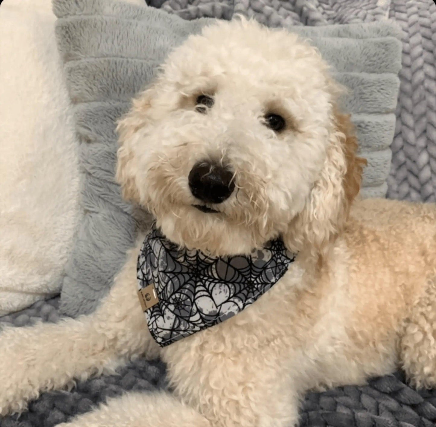 Halloween Pumpkin Bandana - Puppy Artisan