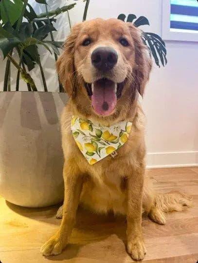 Lemon Blossoms Bandana - Puppy Artisan