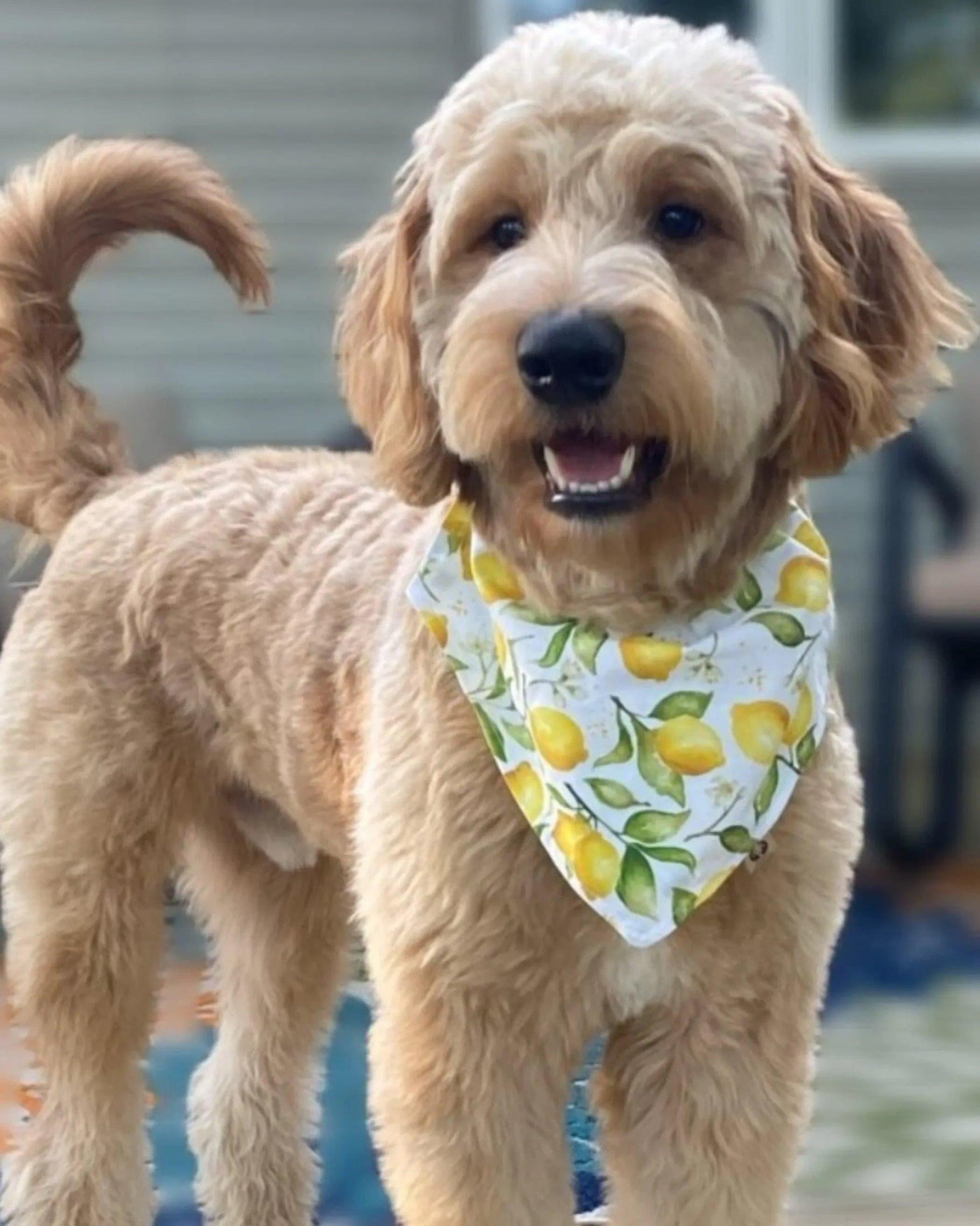 Lemon Blossoms Bandana - Puppy Artisan