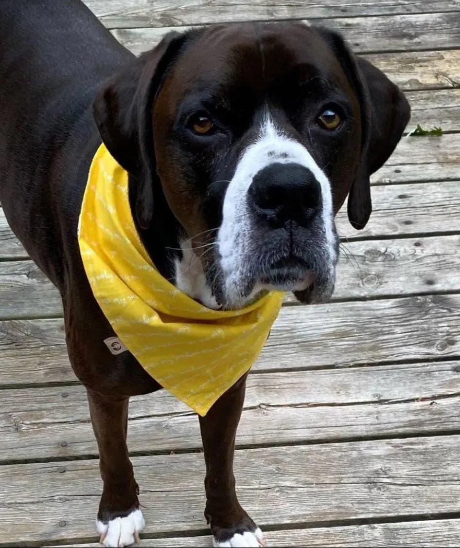 Lemon Blossoms Bandana - Puppy Artisan