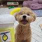 Lemon Tea Cup Plush Toy - Puppy Artisan