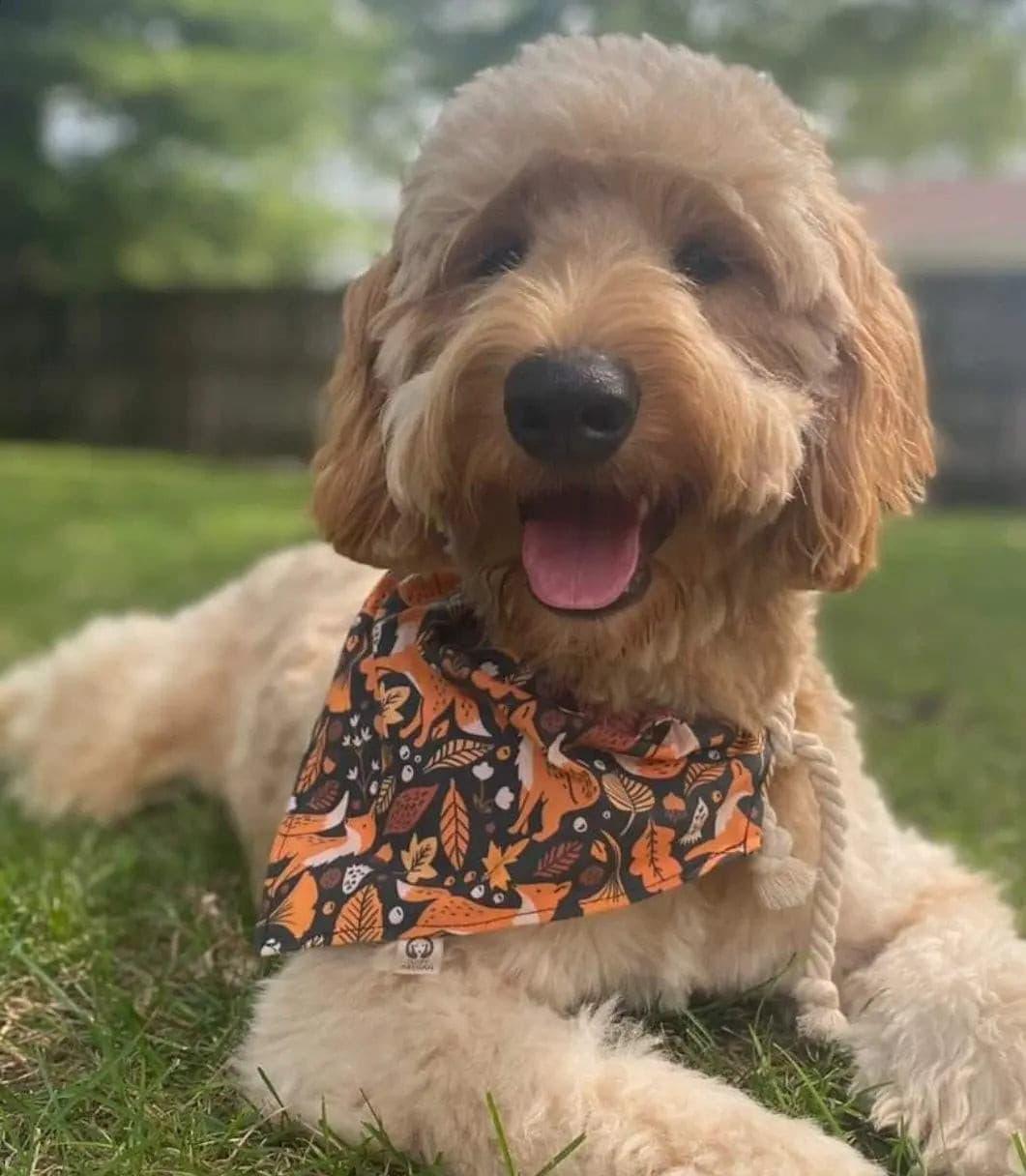 Midnight Autumn Foxes Bandana - Puppy Artisan