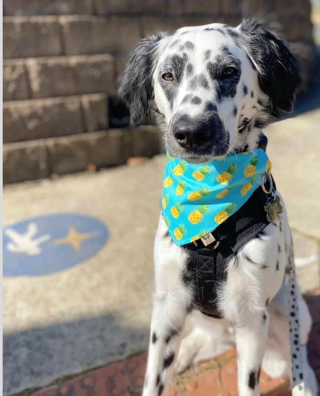 Pineapple Teal Bandana - Puppy Artisan