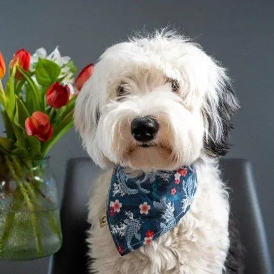 Pink Cherry Blossom Koi Cherry Bandana - Puppy Artisan