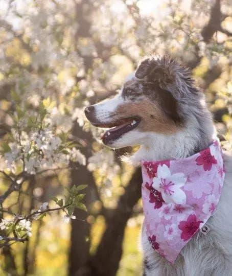 Pink Cherry Blossom Koi Cherry Bandana - Puppy Artisan