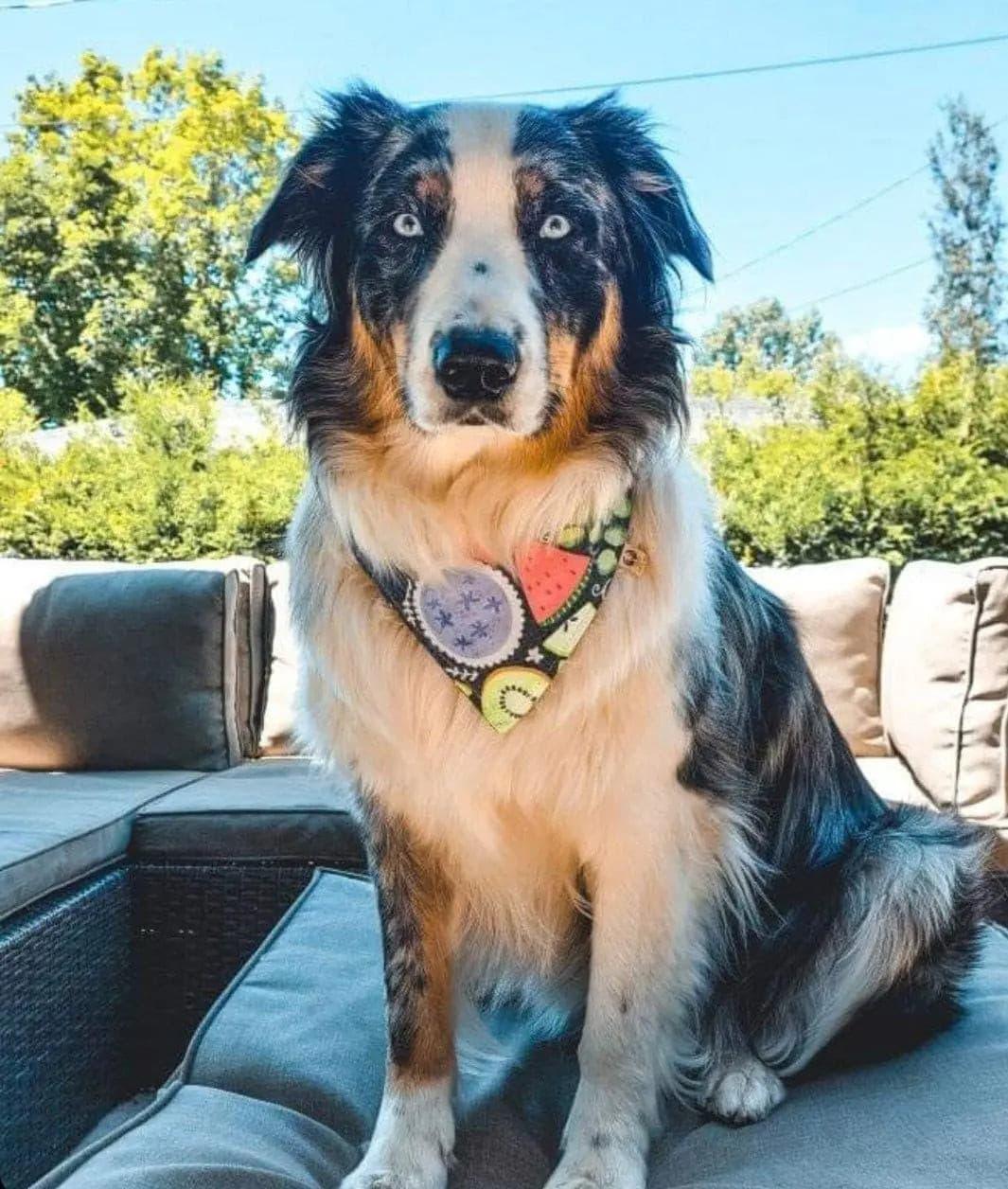 Rainbow Fruit Platter Deep Galaxy Bandana - Puppy Artisan