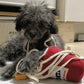 Ramen Sniffing Plush Toy - Puppy Artisan