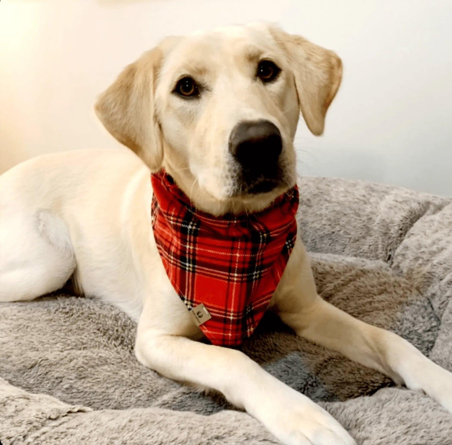 Red Plaid Flannel Bandana - Puppy Artisan