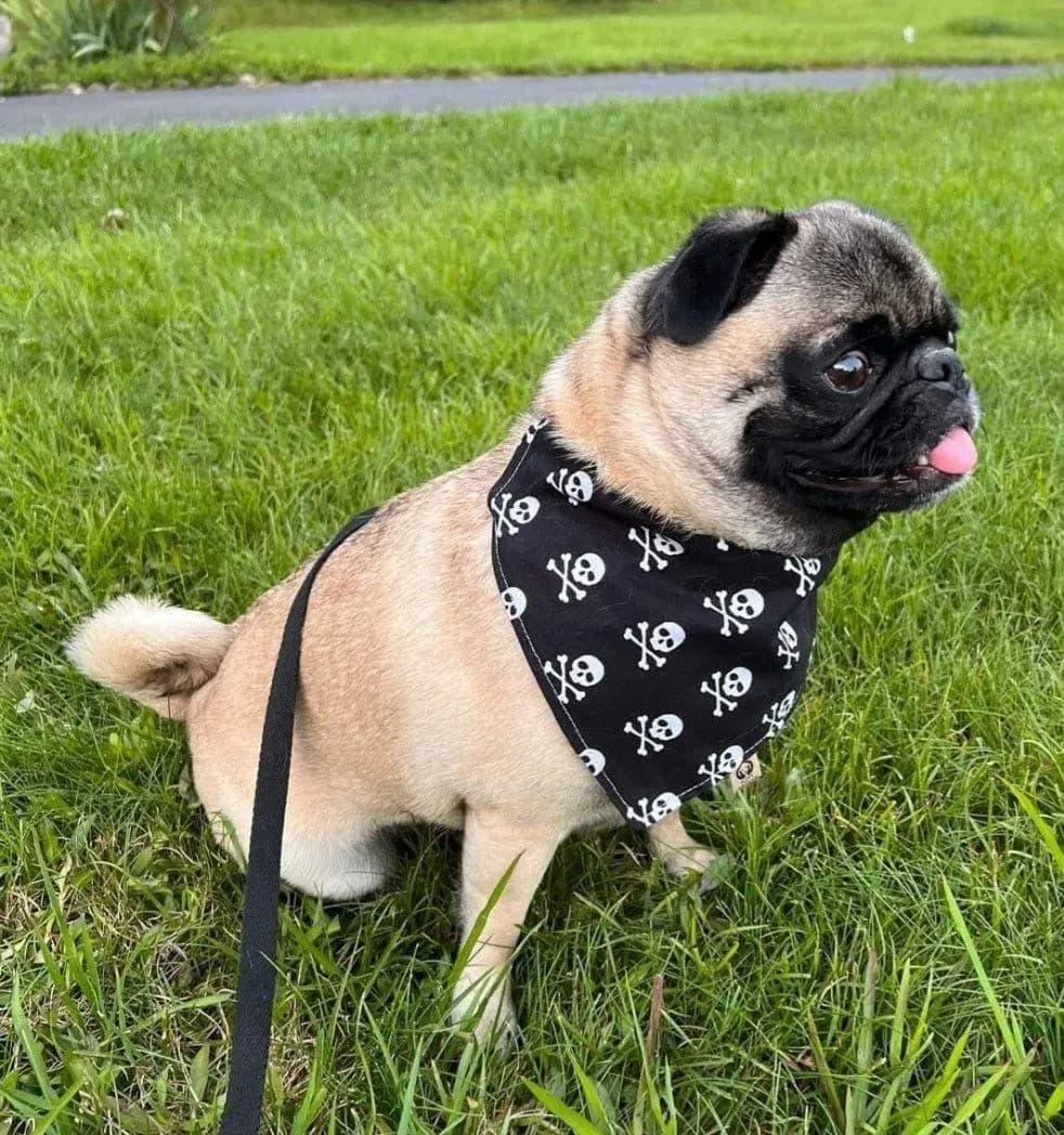 Skull Bandana - Puppy Artisan